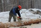 Сургутянин незаконно нарубил деревьев на 17 миллионов рублей