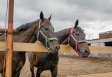 В Когалыме суд снова закрыл конюшню скаковых лошадей на 90 дней