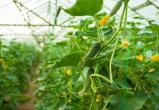 В ХМАО будет реализован масштабный проект по выращиванию огурцов, помидоров и арбузов