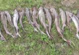 В Нижневартовском районе задержан рыбак-браконьер с уловом сибирского осётра почти на 4 млн рублей. ВИДЕО