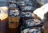 Три невода, 19 сетей и 5 тонн рыбы. Полицейские Берёзовского района задержали браконьеров. ФОТО