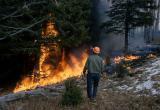 В Югре локализовали половину действующих лесных пожаров