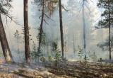 В Белоярском районе ликвидировали все лесные пожары