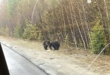 Медведи выходят к людям. ФОТО