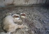 Издевательства над бездомными животными. Зоозащитники Нягани бьют тревогу! (Фото 18+)