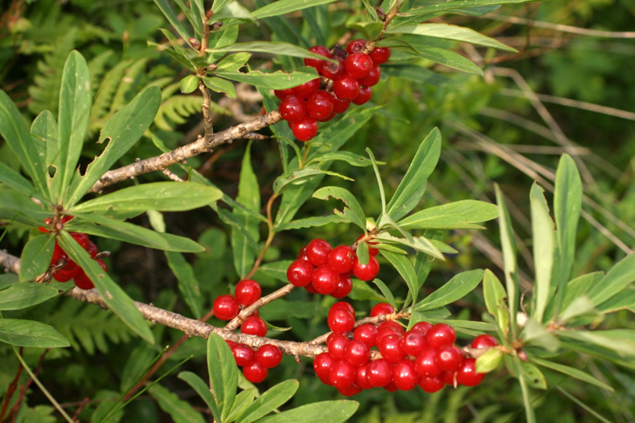 1280x1024 166 Бубляника что за ягода