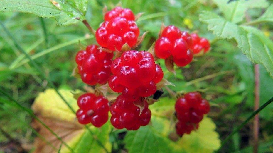 Rubus saxatilis 5 Бубляника что за ягода