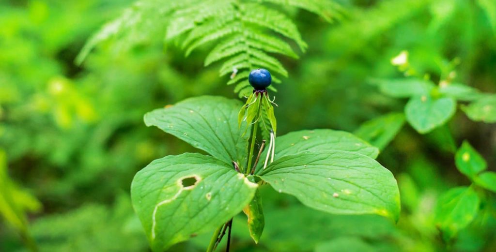 Voronij glaz 8 Бубляника что за ягода