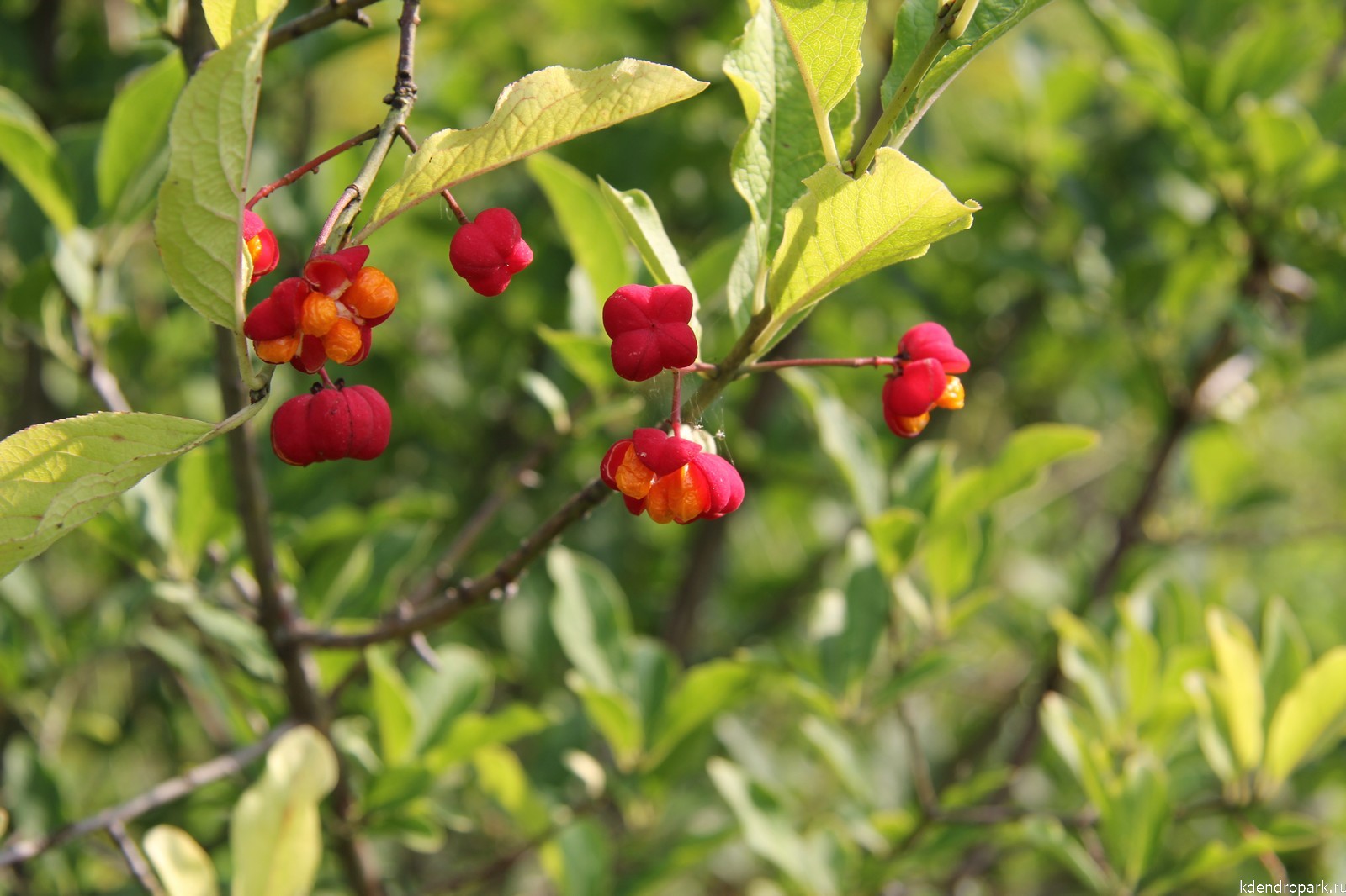 beresklet evropejskij plodonos Бубляника что за ягода
