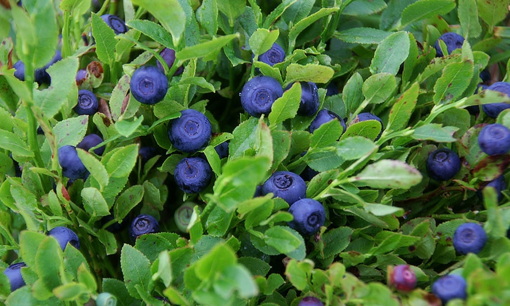 cover 50 min Бубляника что за ягода