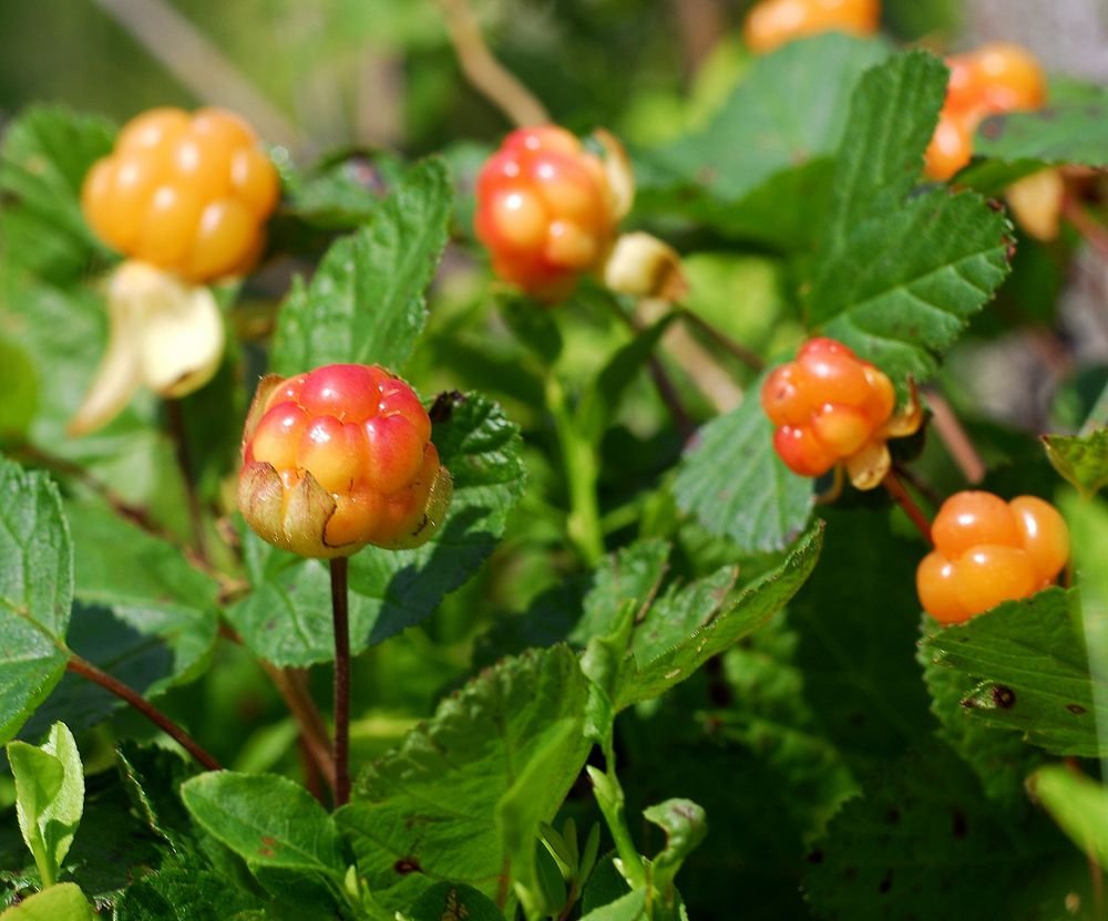 s1200 Бубляника что за ягода