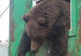 Под Нижневартовском спасли медведя, застрявшего в окне вахтового вагончика. ВИДЕО