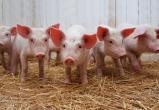 В Тюмени из-за чумы уничтожат 16 тысяч свиней