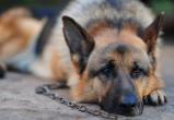 В одном из поселений ХМАО введен карантин из-за обнаруженного у собаки бешенства