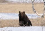 Медведи "заставили" вахтовиков в ХМАО убрать мусор