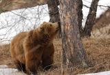Недалеко от Советского местный житель снял на видео медведя. ВИДЕО