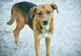 СМИ: В Ханты-Мансийске догхантеры нашли новый способ убийства собак