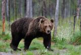 В Октябрьском районе застрелили медведя, угрожавшего людям. Восьмого в этом году