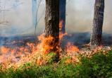 Из-за грозы за сутки в ХМАО сгорело 84 гектаров леса
