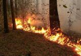 СМИ: Пожары в сургутском лесу не тушат из-за экономии бюджетных денег