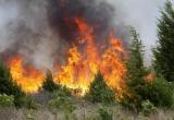 В Сургутском районе уже сгорело более 200 гектаров леса, но пожар никто не тушит