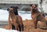 В Советском суд оправдал владельца промбазы, где собаки загрызли человека