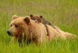 По Ханты-Мансийску бродили медведица с медвежонком