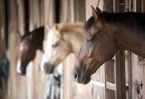 Конюшню скаковых лошадей в Когалыме закрыли из-за жалоб от соседей