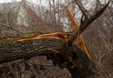 В Урае управление ЖКХ заплатит подростку 100 тысяч за то, что на него упало дерево