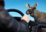 В Ханты-Мансийском районе автомобиль столкнулся с лосем