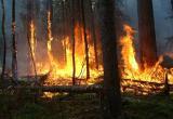 В Югре за сутки площадь лесных пожаров выросла в четыре раза