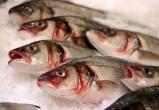 Тюменскую рыбу, зараженную гаффской болезнью, поставляли в Югру