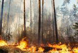 В Югре введен режим ЧС в связи с лесными пожарами