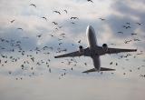 В Нижневартовске самолет столкнулся с птицами при посадке. ФОТО