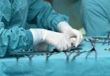 В Няганской окружной больнице провели эндоваскулярное протезирование аневризмы аорты с применением новой методики