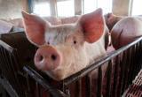 В КФХ в Сургутском районе выявлена вспышка африканской чумы и начался падеж свиней