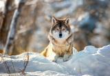 Охотникам выдадут лицензии на регулирование численности волков возле Югорска