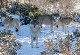 В Югорске застрелили волка, нападавшего на домашних собак