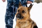 В колониях Сургута провожают на пенсию служебных собак