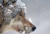 В Советском районе охотники отстрелили шесть волков