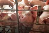 В Нягани зарегистрирован случай африканской чумы свиней