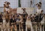 В Ханты-Мансийске закрыли незаконный частный приют для животных