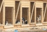 Правительство Югры выделит 58 млн рублей на строительство приютов для безнадзорных животных