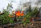 Авиалесоохрана назвала районы Югры, где есть риски возникновения пожаров в лесах