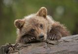 Под Ханты-Мансийском на трассе расстреляли медвежонка