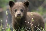 Полицейские по горячим следам задержали подозреваемых в убийстве медвежонка
