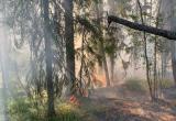 Площадь лесного пожара возле Нягани достигла 2500 га