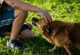 Администрация Нягани заплатит ребёнку компенсацию за укус бездомной собаки