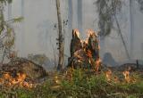В Югре тушат ландшафтный пожар в Нефтеюганском районе