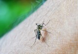 Как защитить детей от кровососущих насекомых